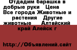 Отдадим барашка в добрые руки › Цена ­ 1 - Все города Животные и растения » Другие животные   . Алтайский край,Алейск г.